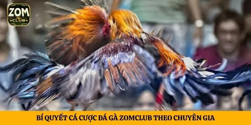 Bí quyết cá cược đá gà ZomClub theo chuyên gia