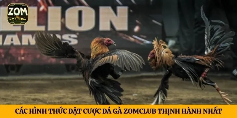 Các hình thức đặt cược đá gà ZomClub thịnh hành nhất