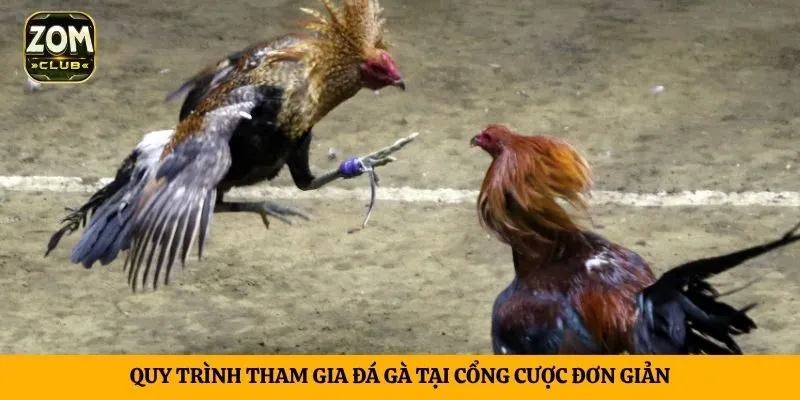 Quy trình tham gia đá gà tại cổng cược đơn giản
