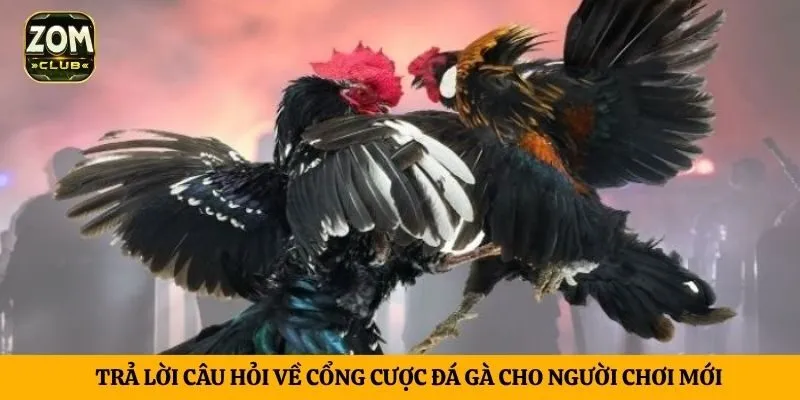Trả lời câu hỏi về cổng cược đá gà cho người chơi mới
